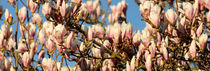Magnolienbaum von ollipic