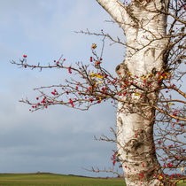 Rosehips, Birch And Sky by STEFARO .