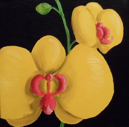 Gelbeorchidee