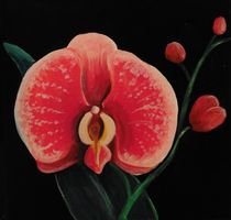 Rot-weiße  Orchidee von Barbara Kaiser