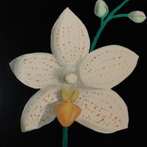 weiße Orchidee von Barbara Kaiser