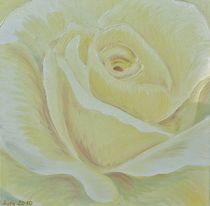 weiße Rose von Barbara Kaiser