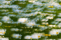 oxeye-daisies in westerly wind von Thomas Matzl
