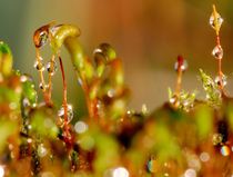 Microcosm in dew drops by Yuri Hope