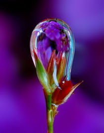 blue flower in drop of rain by Yuri Hope