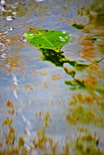 leaf on the water... by loewenherz-artwork