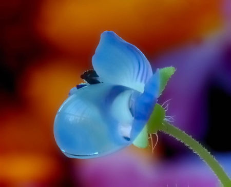 Forget-me-not-a-drop-of-rain