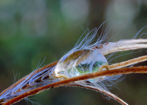 Elegiac-drop-on-grass-feather