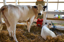 Cow and little calf von lanjee chee