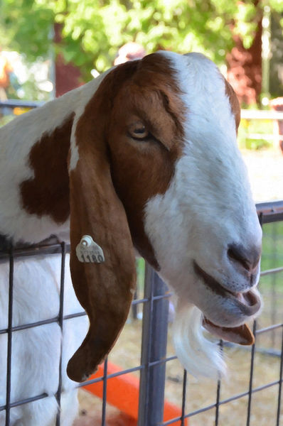 Beautiful-goat