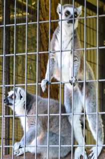 Ring-tailed lemur by lanjee chee