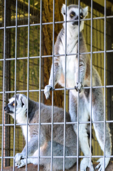 Ring-tailed-lemur