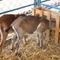 Young-goat-eating-dry-straw