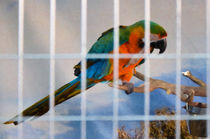 Parrot in a cage by lanjee chee