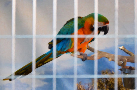 Parrot-in-a-cage