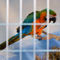 Parrot-in-a-cage