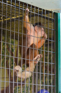 Monkey in Cage von lanjee chee