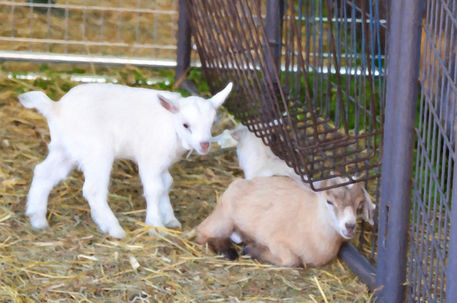 Two-little-goatlings