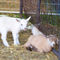 Two-little-goatlings