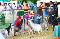 Goats at county fair by lanjee chee