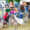 Goats-at-county-fair