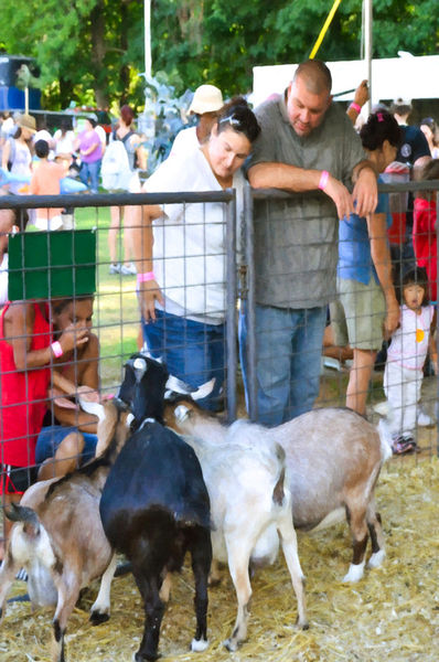 Goats-at-county-fair-1