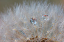 Raindrops on a withered dandelion by Yuri Hope