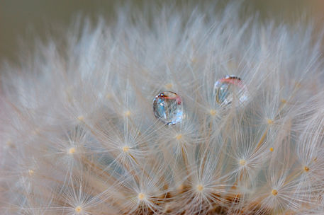 Raindrops-on-a-withered-dandelion
