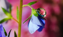 Raindrops on a blue flower by Yuri Hope