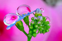 color: pink, green, blue and a drop on a flower von Yuri Hope