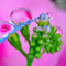 Color-pink-green-blue-and-a-drop-on-a-flower
