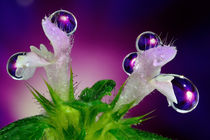 Purple drops on the flower by Yuri Hope