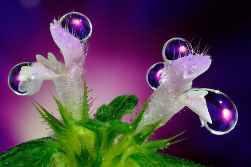 Purple-drops-on-the-flower