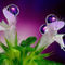 Purple-drops-on-the-flower