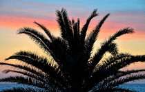silhouette of a palm tree  von Peter Bergmann