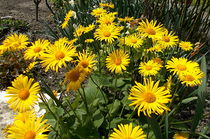 Yellow flowers  by esperanto