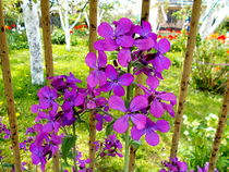 Violet flowers von esperanto