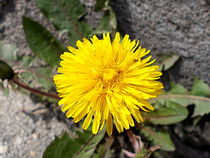 Yellow flower by esperanto