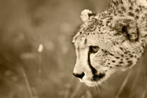 Cheetah on the prowl. Sepia von Yolande  van Niekerk
