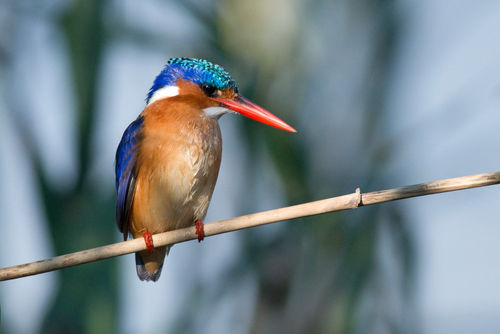 Malichite-kingfisher