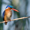 Malichite-kingfisher