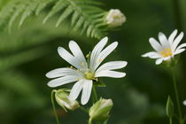 Die weiße Blüte der Sternmiere im Wald von Ronald Nickel