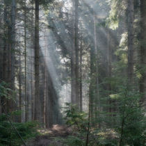 Spruce Wood Sunbeams by David Tinsley