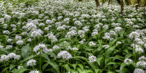 Wild Garlic Flowers von David Tinsley