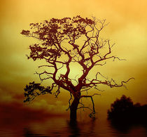 Evening Tree von Dave Harnetty