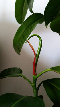a new leaf by feiermar