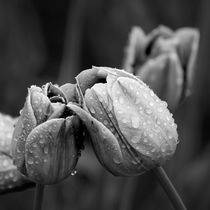 Tulips In Drops by cinema4design