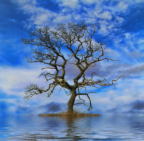 Tree-on-an-island
