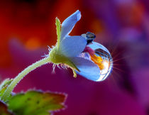 A large drop of rain on a blue flower by Yuri Hope