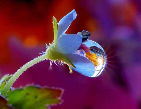 A-large-drop-of-rain-on-a-blue-flower